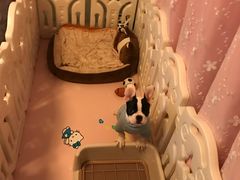 -申普宠物医院·心脏介入·心血管微创(总院)