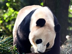 -中国大熊猫保护研究中心雅安碧峰峡基地