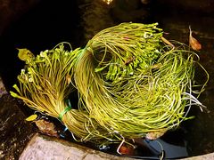 水性杨花-马帮菜馆·美味野生菌