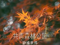 -上海共青森林公园