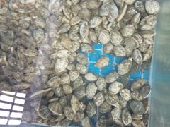 -兆辉木炭海鲜烧烤·海鲜小炒