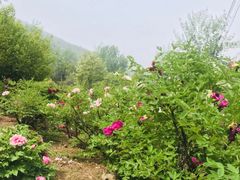 -盛世牡丹苑生态文化旅游区