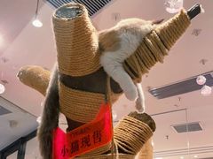 -袖虎·猫馆(体育西路店)