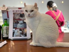 -有猫主题·治愈系猫咖(曾厝垵店)