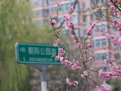 -朝阳公园