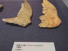 -北京周口店北京人遗址博物馆
