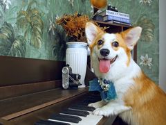 -超宠爱宠物摄影-Super pet