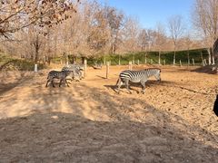 -北京野生动物园