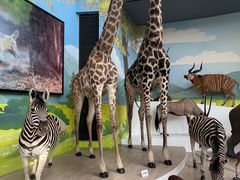 -陕西自然博物馆