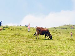 -大姆山草场