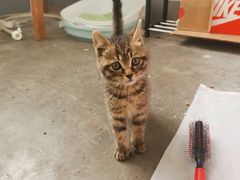 -伟伟宠物医院·瑞派猫友好医院·猫科(光谷店)