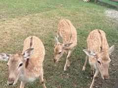 -苏州太湖西山岛开心农场