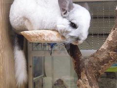 -藦茜花园宠物主题亲子互动体验馆(国顺东路店)