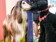 -1013 PET SHOP 宠物商店(近铁城市广场店)