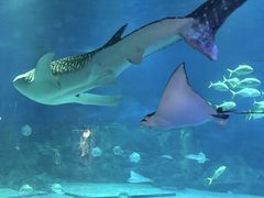 -烟台海昌鲸鲨海洋公园