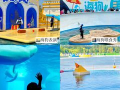 -秦皇岛乐岛海洋王国