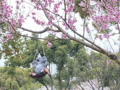 -苏州上方山国家森林公园