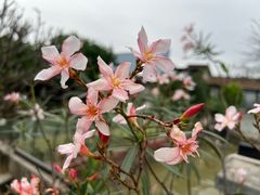 -喜洲吧·江畔老船厂·庭院餐厅(喜临院店)