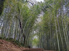 -西湖风景区十里琅珰-五云山