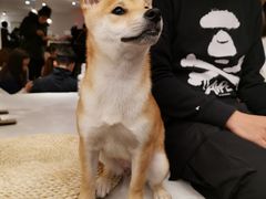 -浣熊柯尔鸭土拨鼠·电玩咖