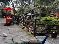-海南槟榔谷黎苗文化旅游区