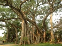 -瑞丽独树成林风景区