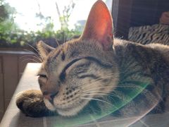 -海边的猫和咖啡馆