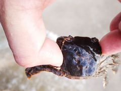 -嵊泗基湖沙滩