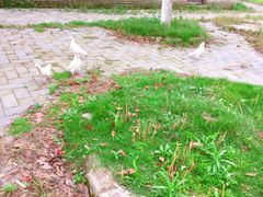 -武汉紫薇都市田园