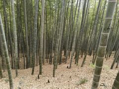 -上海佘山国家森林公园天马山园