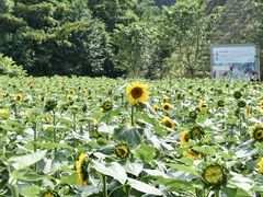 -广州市流溪河国家森林公园