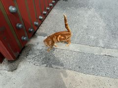 -龙华素斋(龙华路店)