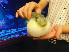 -肆月河豚·新淮扬(金融街店)