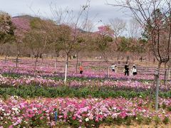 -天适樱花悠乐园