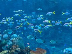 -西雅图水族馆