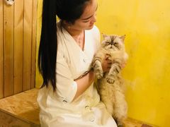 -猫色咖啡·猫咖