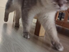 -豆逗聊愈猫阁Easy Life