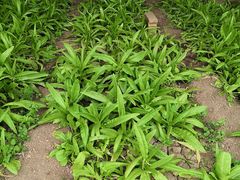 -万源龙顺度假庄园生态观光园