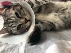 -喜多萌中农锦绣动物医院24H·猫科·牙科MRI·CT