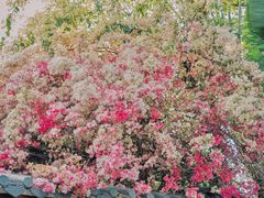 -深圳国际园林花卉博览园