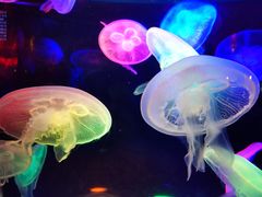 -太平洋海底世界