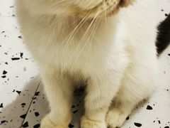 -喵园·猫主题咖啡厅·撸猫·猫咖(国贸店)