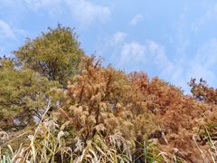 -太湖湖滨国家湿地公园-停车场