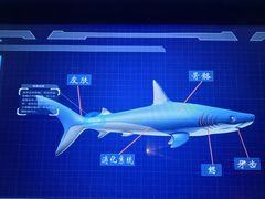 -海合安成都极地海洋公园