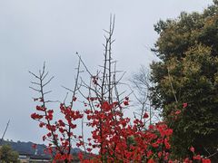 -九九牛肉馆(南山路店)