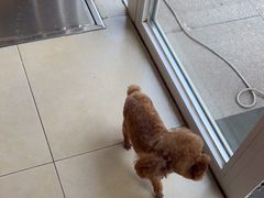 -宠福鑫康馨动物医院·骨科·眼科