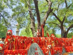 -大槐树寻根祭祖园