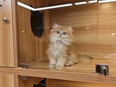 -猫十亿·布偶金渐层·曼基康矮脚猫舍(青年路店)