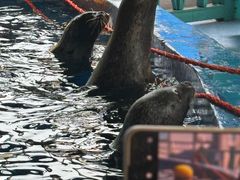 -海合安武汉极地海洋公园