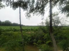 -西青郊野公园